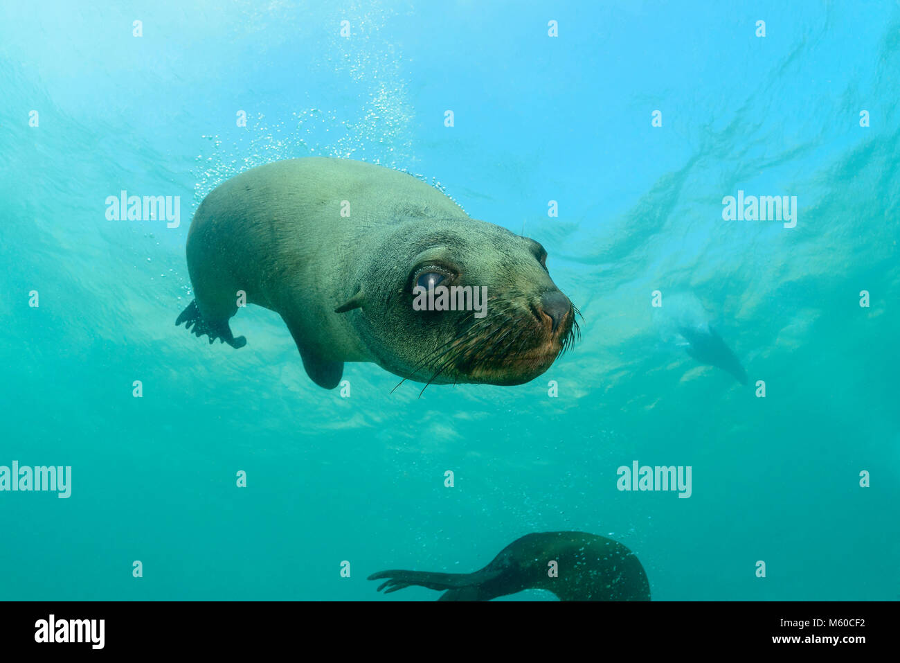 L'Afrique du Sud (Arctocephalus pusillus pusillus) nager sous l'eau. L'Afrique du Sud, Plettenberg Bay, de l'Océan Indien Banque D'Images