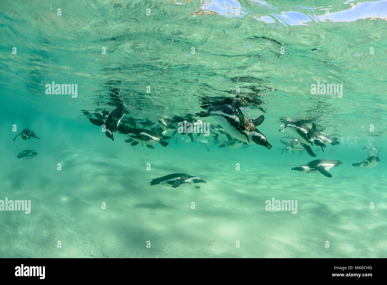 Manchot du Cap (Spheniscus demersus). La chasse de groupe sous l'eau. La plage de Boulders, Afrique du Sud Banque D'Images