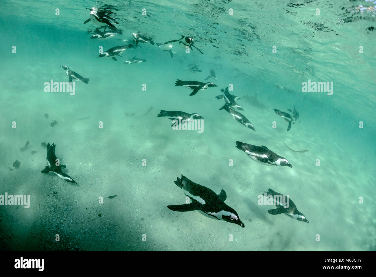 Manchot du Cap (Spheniscus demersus). La chasse de groupe sous l'eau. La plage de Boulders, Afrique du Sud Banque D'Images