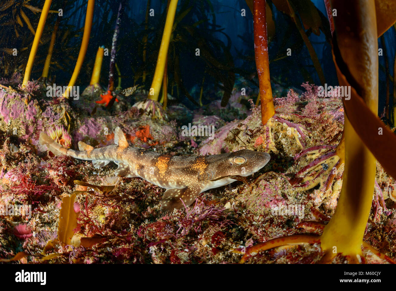 Puffadder Shyshark (Haploblepharus edwardsii) dans les algues marines, False Bay, Simons Town, Afrique du Sud Banque D'Images