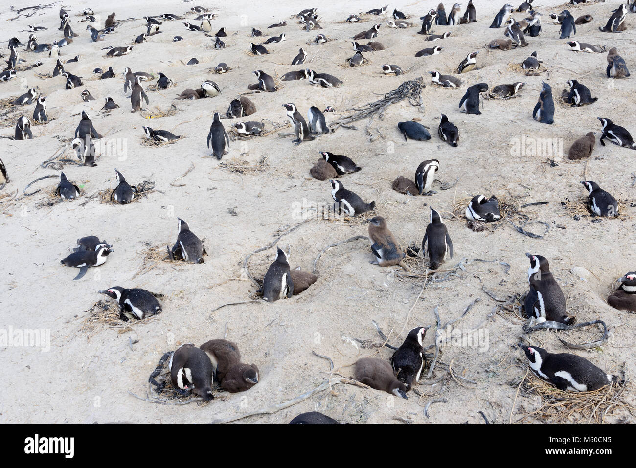 Jackass Penguin, manchot du Cap (Spheniscus demersus). Colonie de reproduction sur une plage. La plage de Boulders, Afrique du Sud Banque D'Images