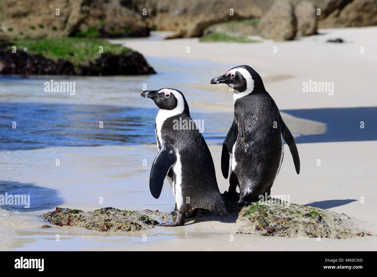 Jackass Penguin, manchot du Cap (Spheniscus demersus). Paire sur une plage. La plage de Boulders, Afrique du Sud Banque D'Images
