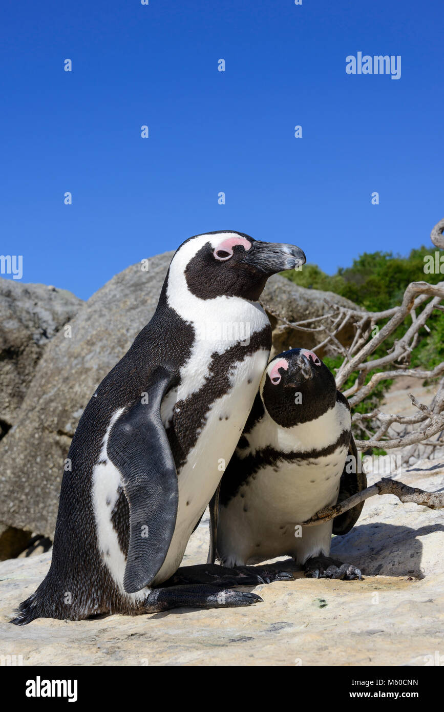 Jackass Penguin, manchot du Cap (Spheniscus demersus). Paire sur une plage. La plage de Boulders, Afrique du Sud Banque D'Images