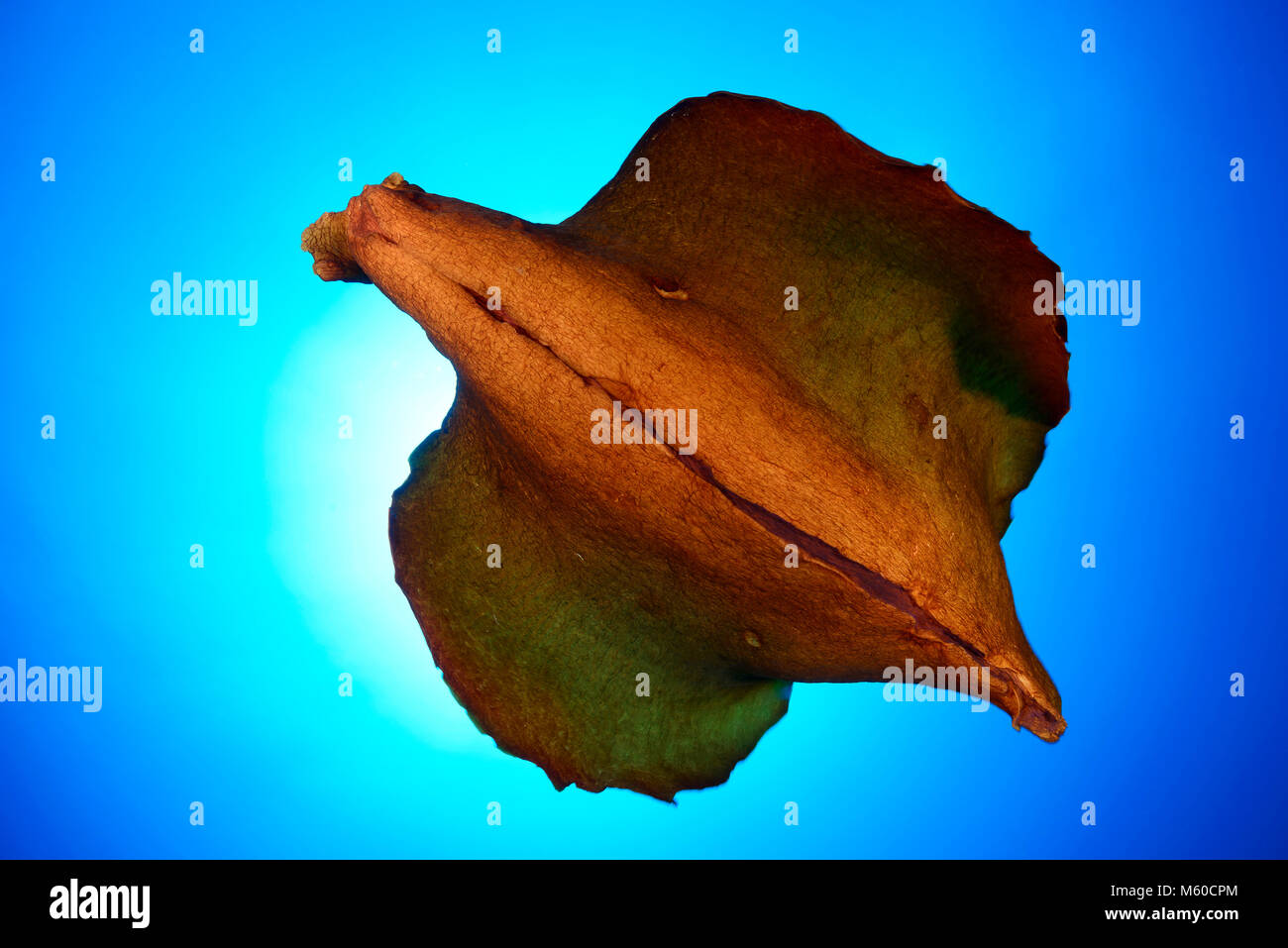 Epilateur lièvre de mer, Aplysia depilans (Seahare), nage sous l'eau. La Croatie Banque D'Images