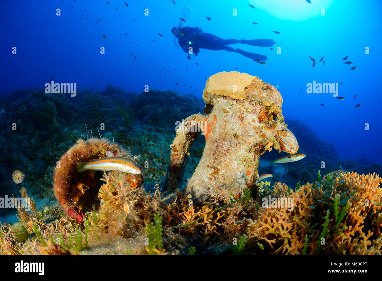 Les récifs coralliens de la Méditerranée avec l'Amphora sous l'eau et de plongée sous marine. Mer Adriatique, Mer Méditerranée, île de Lastovo, Dalmatie, Croatie, M. Oui Banque D'Images