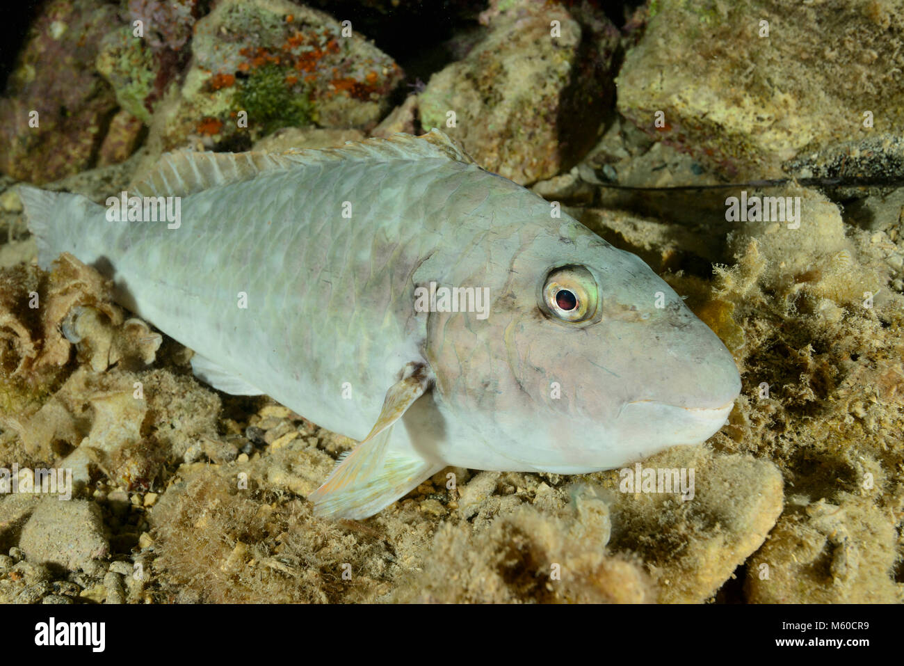 Perroquet Sparisoma cretense (Méditerranée), homme, nuit, coloration, phase terminale. Mer Méditerranée, île de Lastovo, Dalmatie, Croatie Banque D'Images