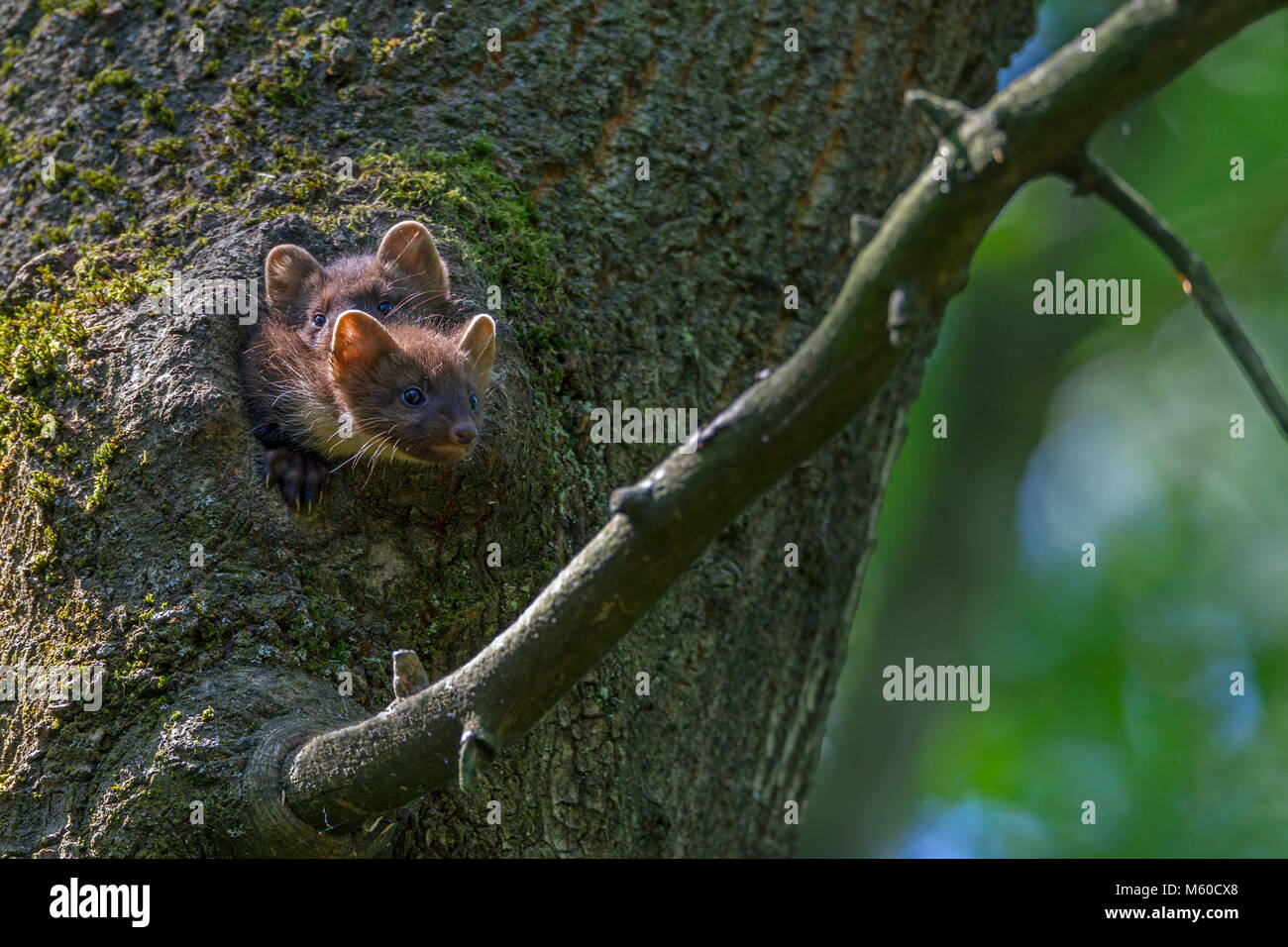 European Martre des pins (Martes martes). Deux jeunes à sortir de den dans un arbre. Allemagne Banque D'Images
