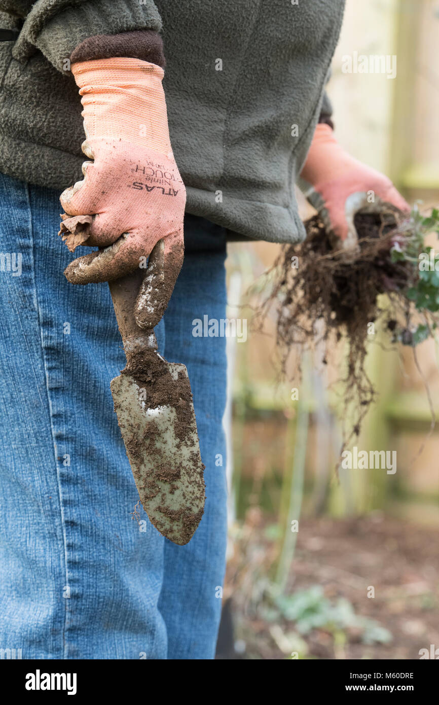Tenant une truelle de jardin jardinier après avoir creusé jusqu'usines dans un jardin anglais en février. UK Banque D'Images