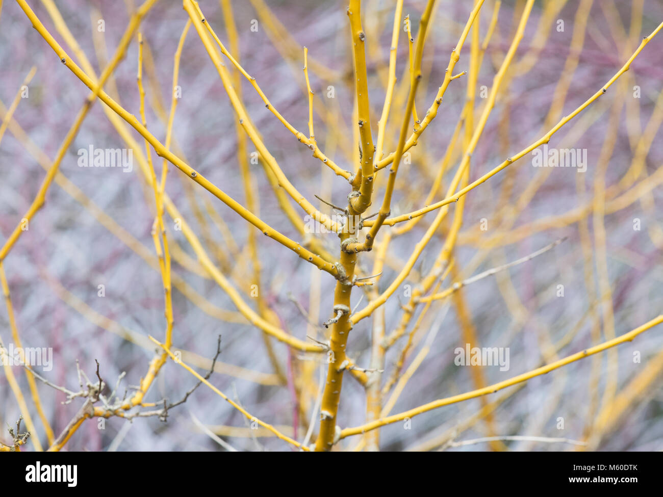 Styphnolobium japonicum Flaviraneum. Tige de pagode japonaise en hiver. Angleterre Banque D'Images