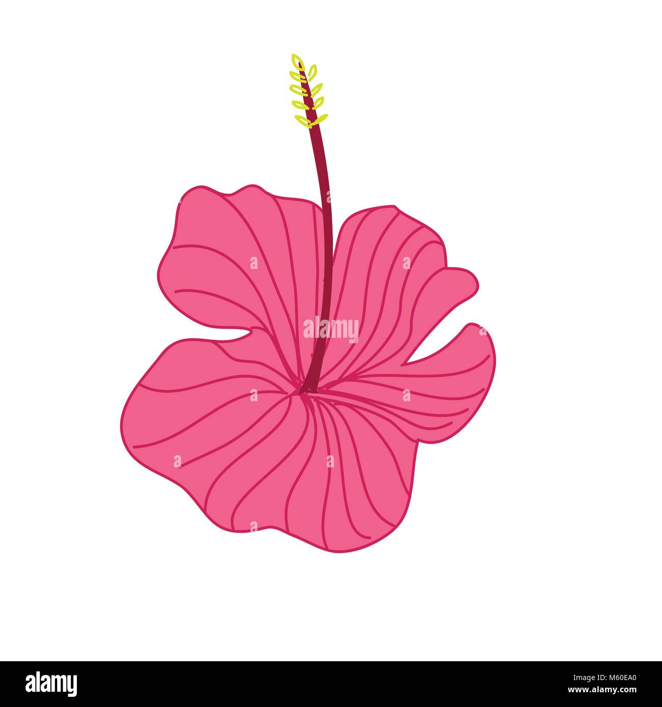 Hibiscus rose fleur tropicale Hand Drawn Illustration Illustration de Vecteur