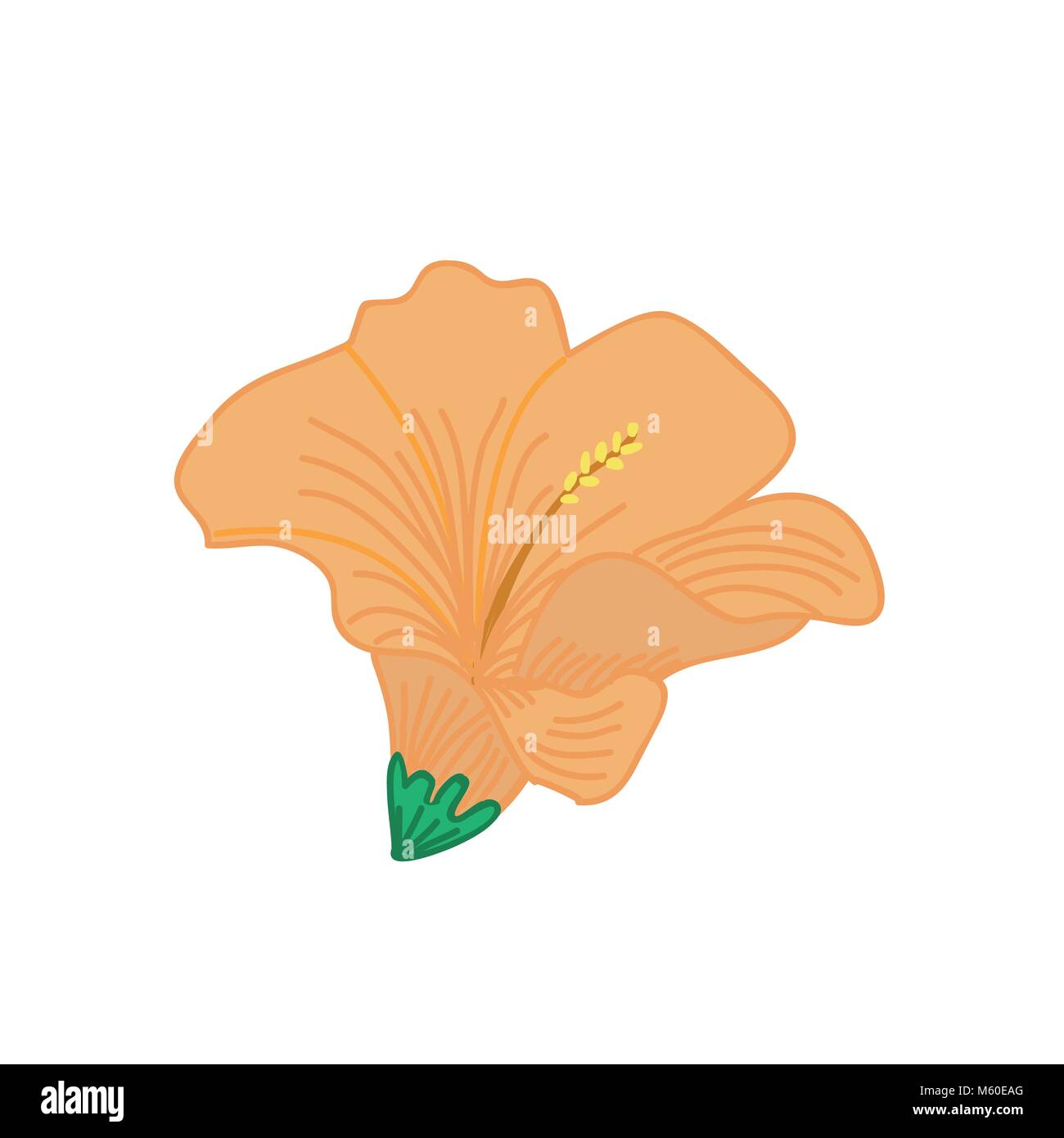 Hibiscus Orange Fleur tropicale Hand Drawn Illustration Illustration de Vecteur