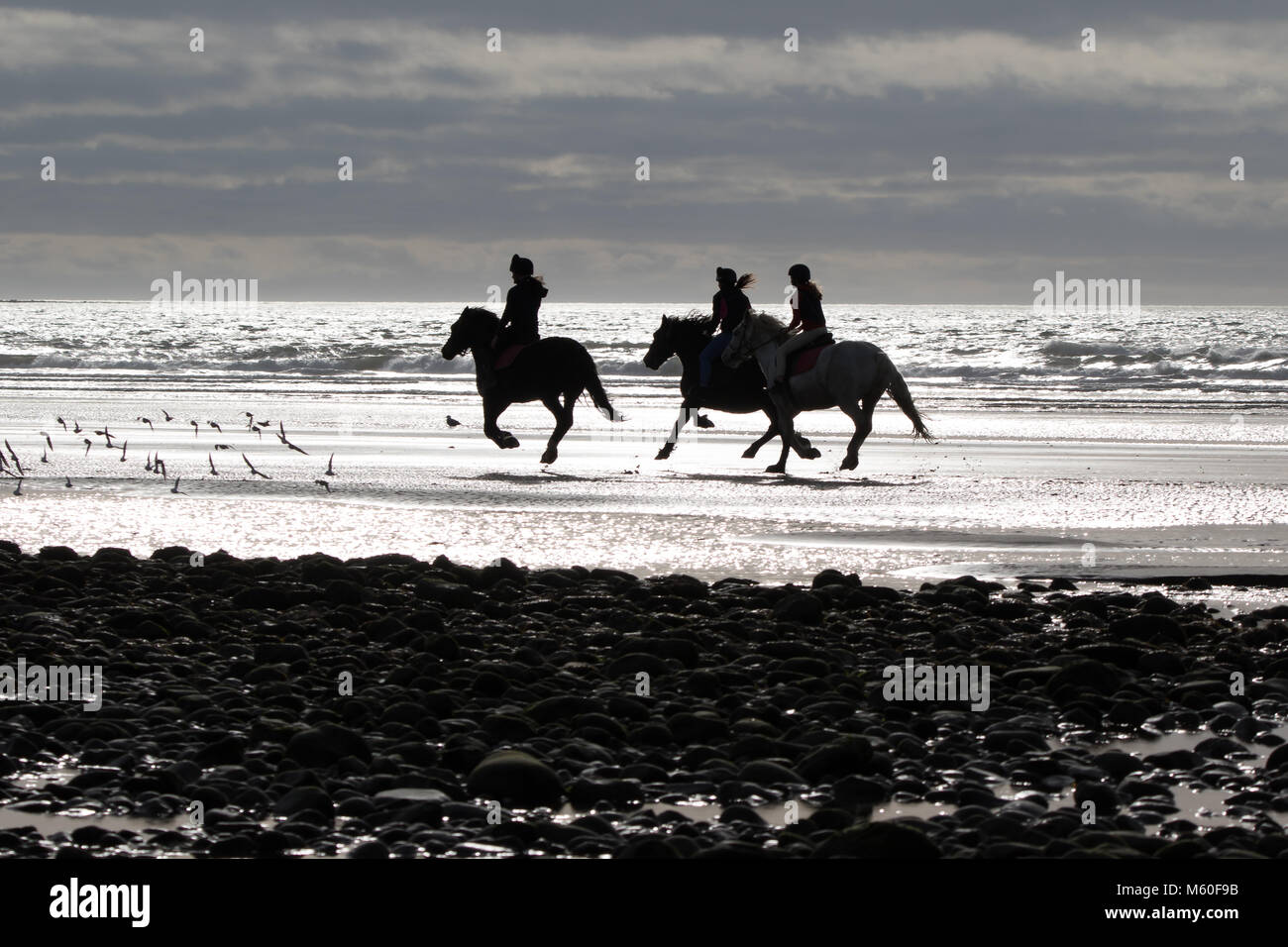 Photo d'action de trois chevaux qui se profile avec les pilotes (vue latérale) galoper le long du littoral de l'UK beach, début de soirée, inquiétant troupeau d'échassiers. Banque D'Images