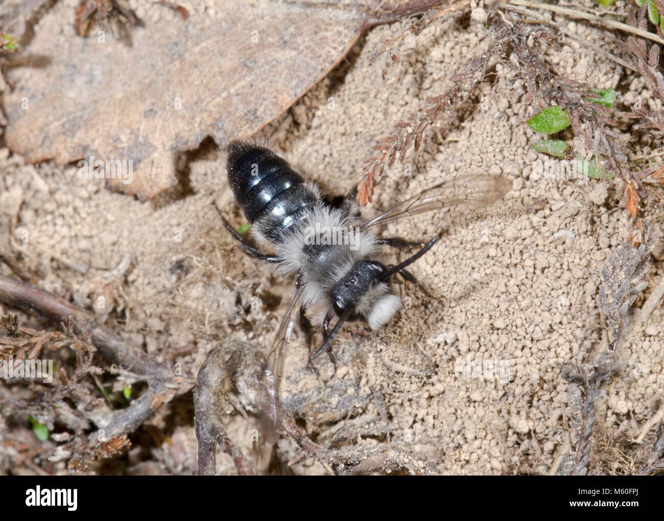 L'exploitation minière cendré (abeille Andrena cineraria) mâle, Andrenidae. Sussex, UK Banque D'Images