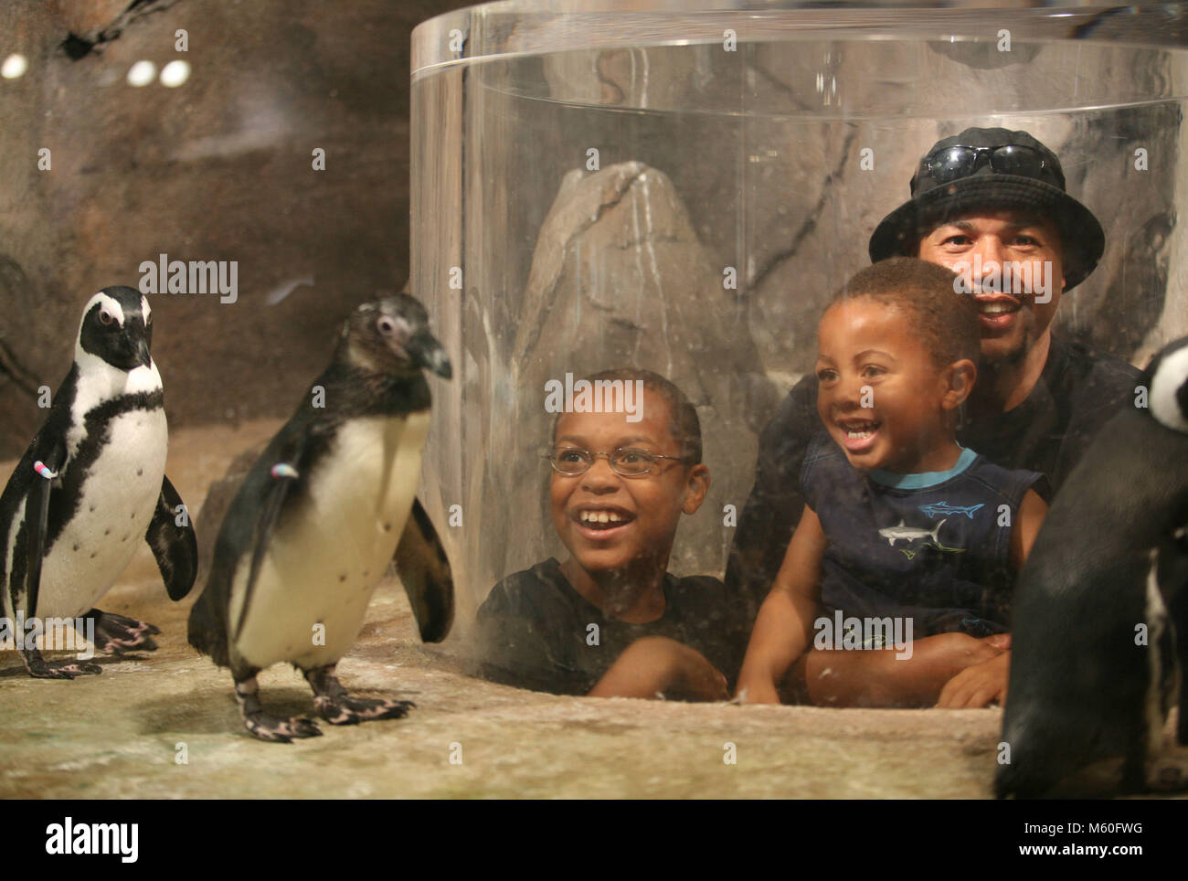 Les visiteurs de l'Aquarium de Géorgie s'approcher d'une paire de pingouins africains dans une petite enceinte atteint par un tunnel sous le pingouin à l'habitat. Banque D'Images
