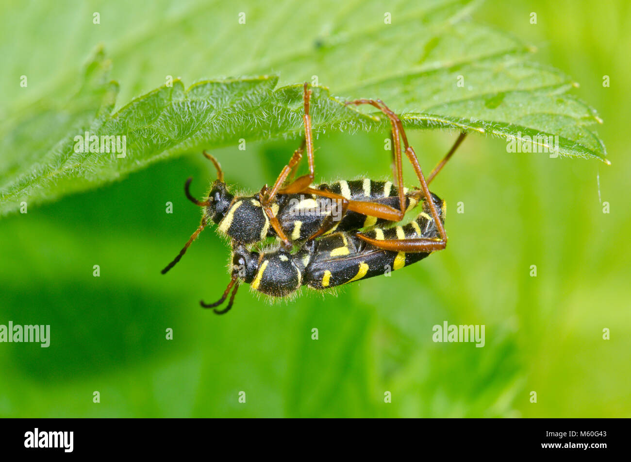 Les Coléoptères (Wasp couplé Clytus arietis) Cerambycidae. Sussex, UK Banque D'Images