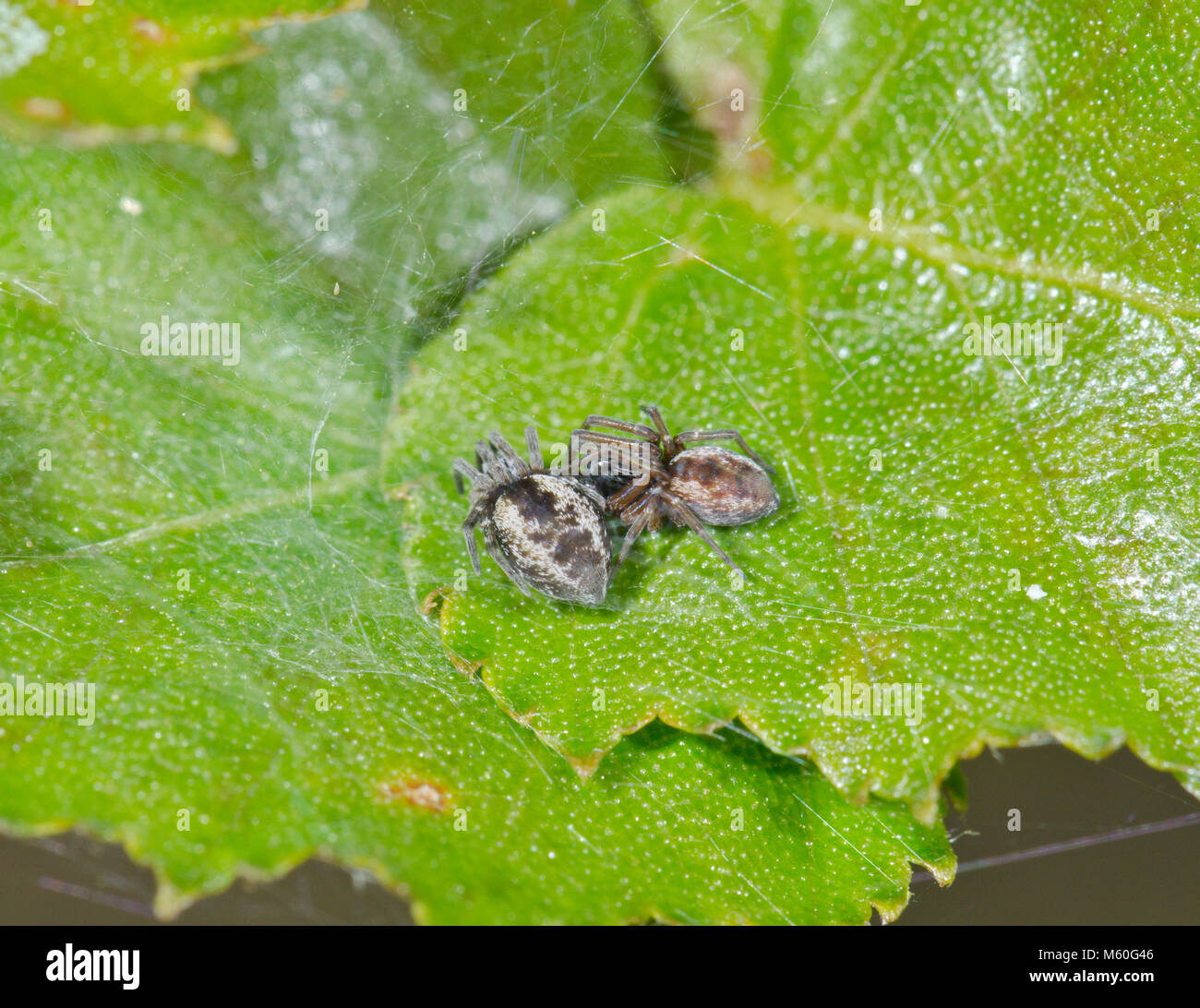 Les fréquentations en Meshweb Les araignées (Dictyna arundinacea). Dictynidae. Sussex, UK Banque D'Images