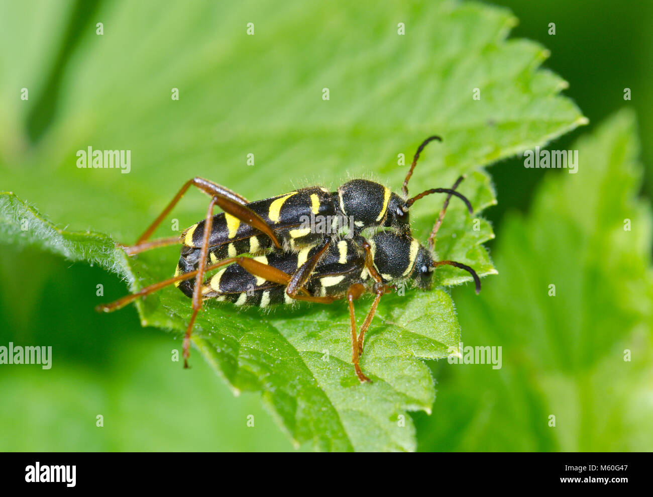 Les Coléoptères (Wasp couplé Clytus arietis) Cerambycidae. Sussex, UK Banque D'Images