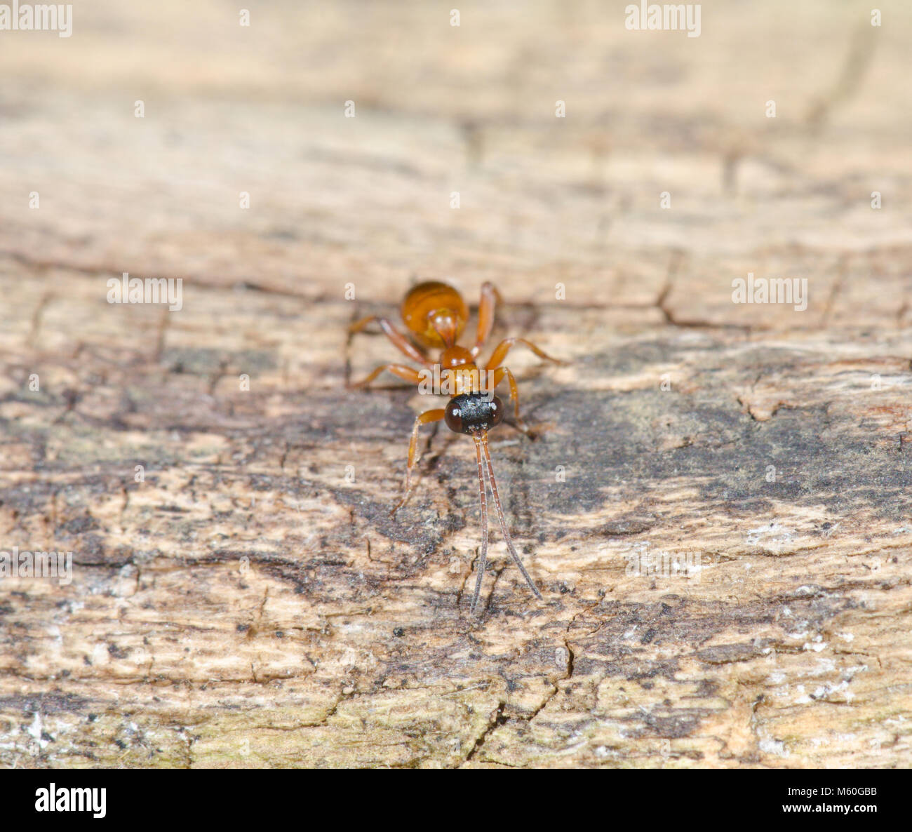 Insecte sans ailes Banque de photographies et d’images à haute — free download
