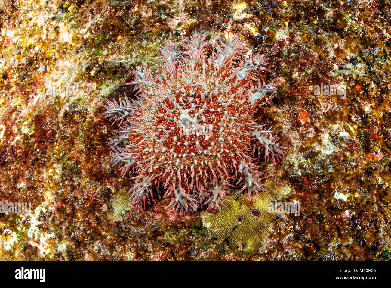 La couronne d'épines sur l'étoile de mer Acanthaster planci, récifs coralliens, l'île Socorro, Îles Revillagigedo, Mexique Banque D'Images
