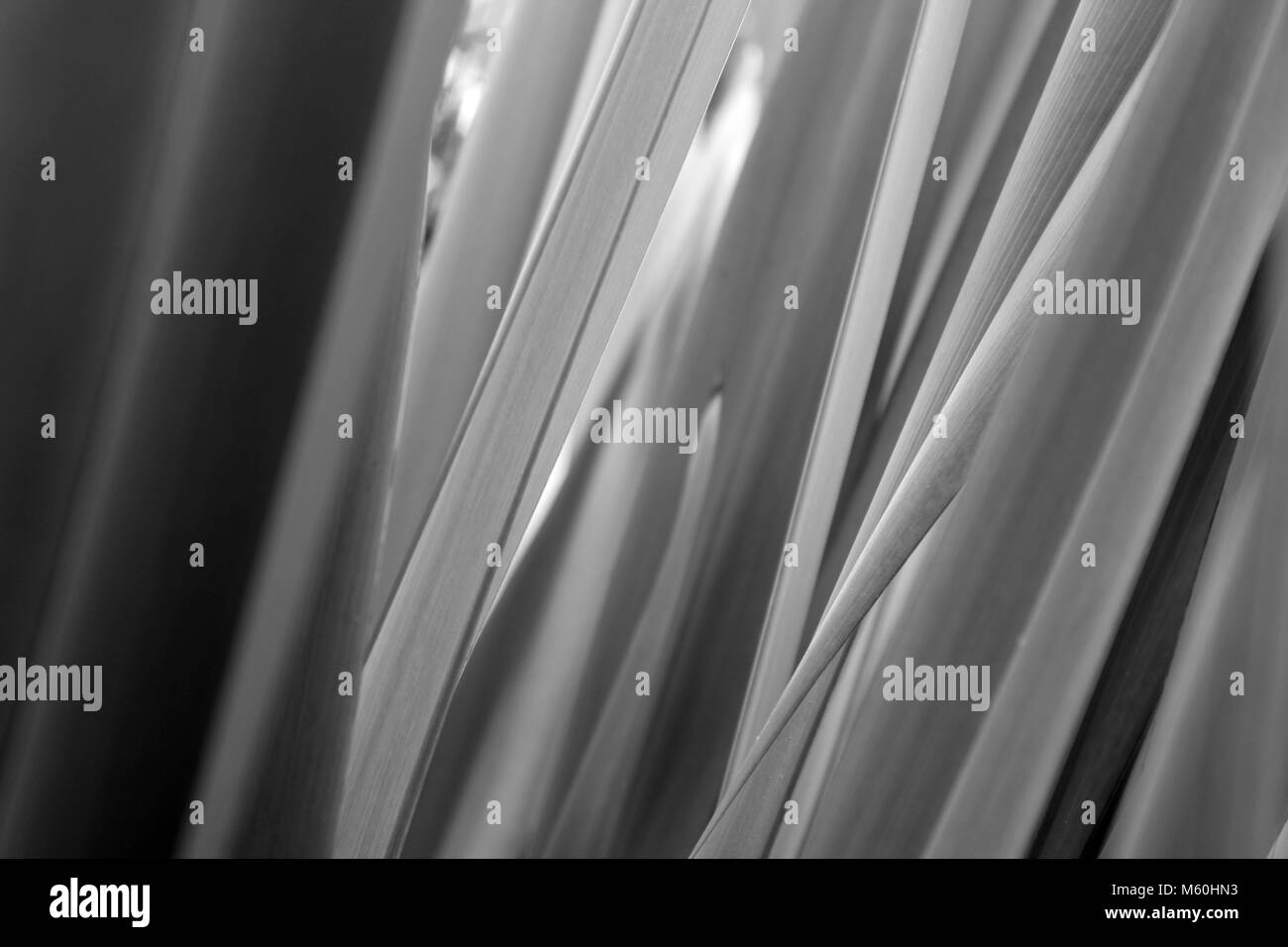 Abstract Close Up de feuilles, noir et blanc Banque D'Images
