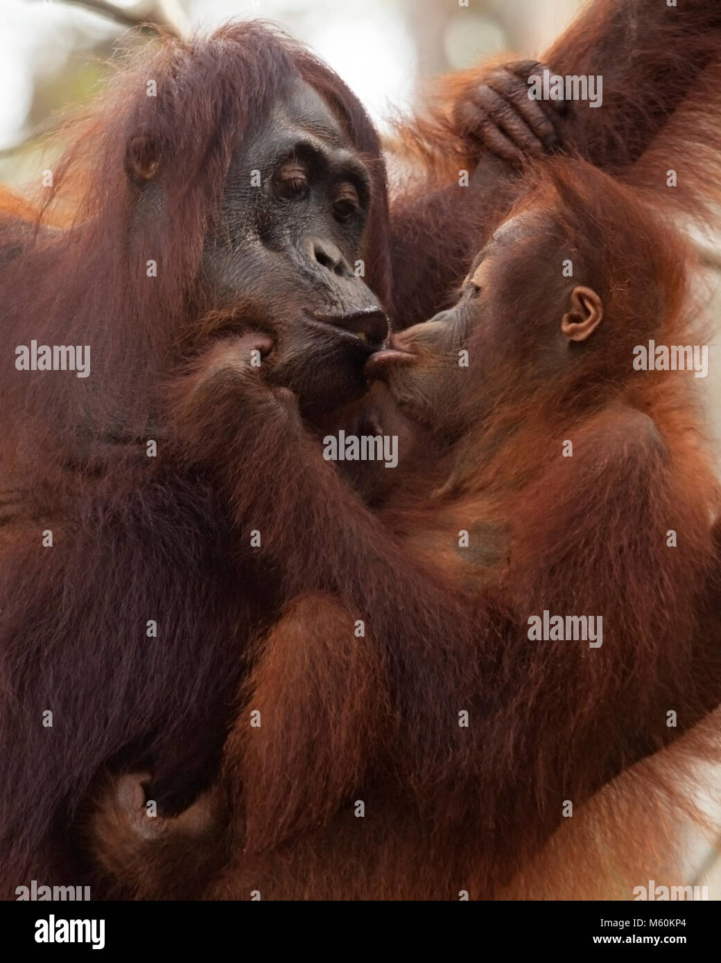 Mère orang-outan sauvage embrassant bébé assis sur ses genoux dans le parc national de Tanjung Puting (Pongo pygmaeus) Banque D'Images