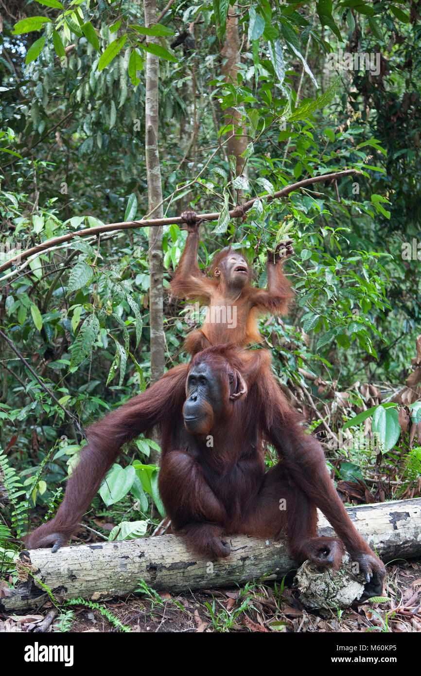 Orangutan de Bornean sauvage de deux ans (Pongo pygmaeus) assis sur la tête de la mère pour atteindre les feuilles sur une branche d'arbres dans le parc national de Tanjung Puting Banque D'Images