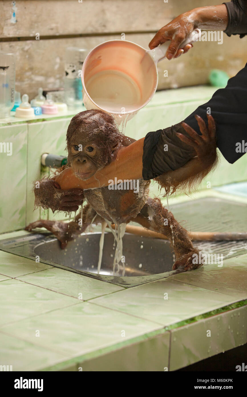 Orang-outan orphelin de nourrisson sauvé (Pongo pygmaeus) debout sur le lavabo ayant un bain au Centre de soins Orangutan à Kalimantan, Bornéo, Indonésie Banque D'Images
