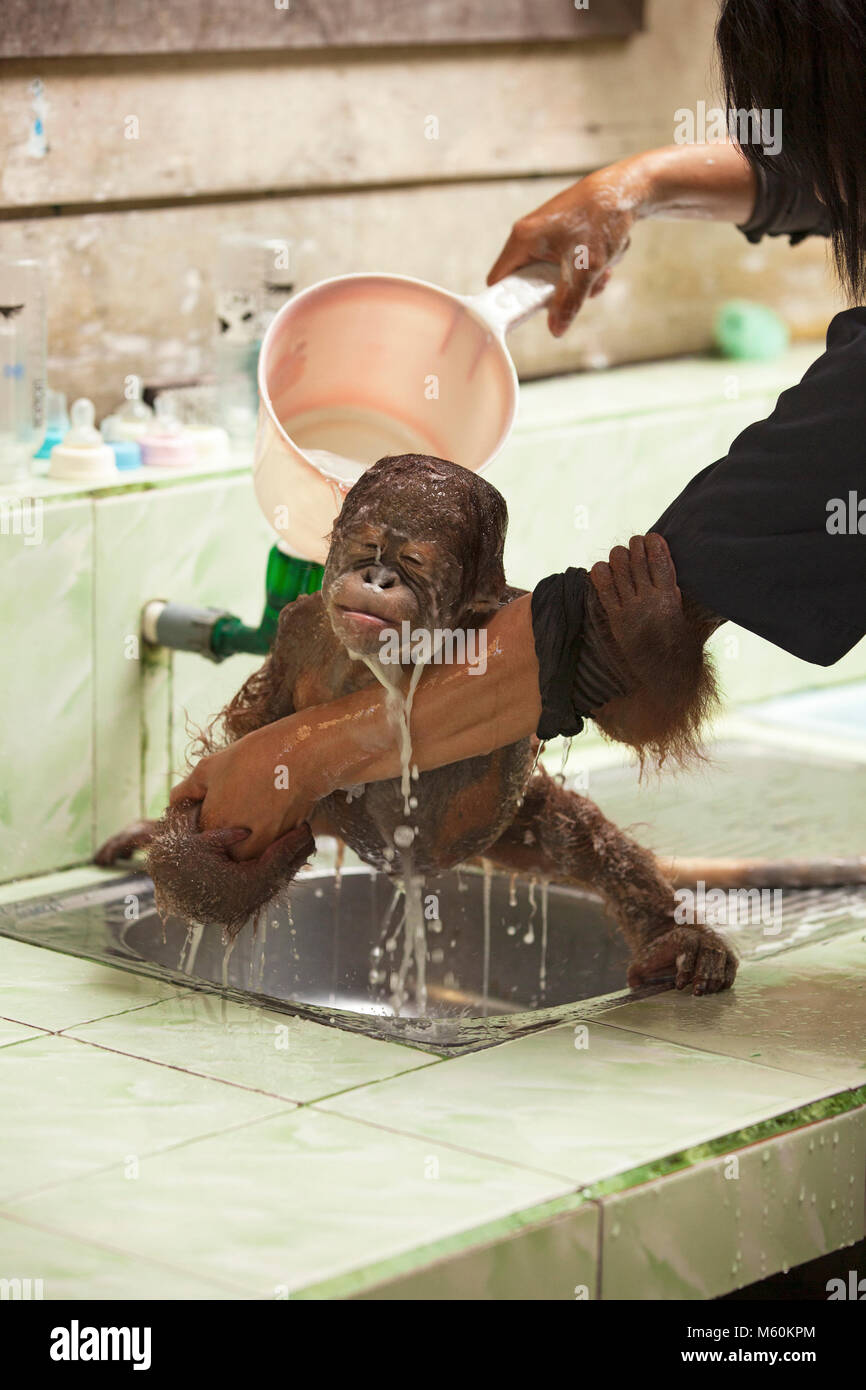 Orang-outan orphelin du nourrisson sauvé ayant un bain dans l'évier rincé par une femme indonésienne gardien au Centre de soins d'Orangutan, Bornéo (Pongo pygmaeus) Banque D'Images