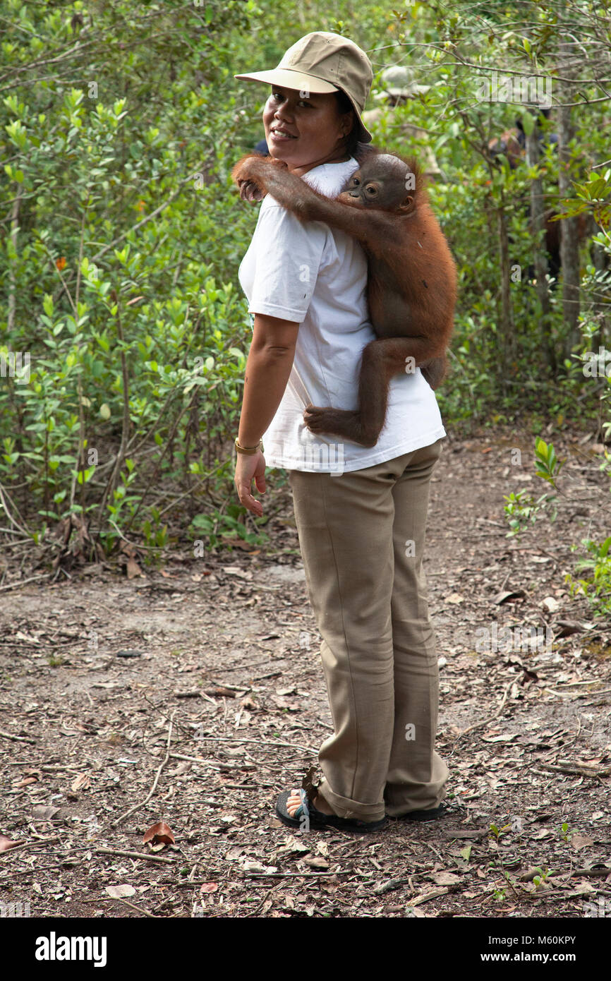 un bébé orphelin de 2 ans orang-outan accroché à l'arrière du gardien pendant une séance de jeu et d'entraînement en plein air pour se préparer à la libération dans la nature Banque D'Images