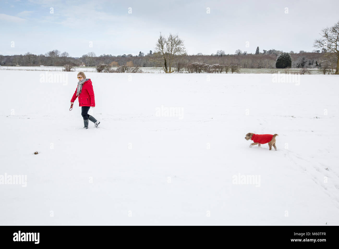 Hoxne, Suffolk, UK. Feb 26, 2018. Météo France : promenade de chiens dans la neige pendant 'La Bête de l'Est'. Banque D'Images