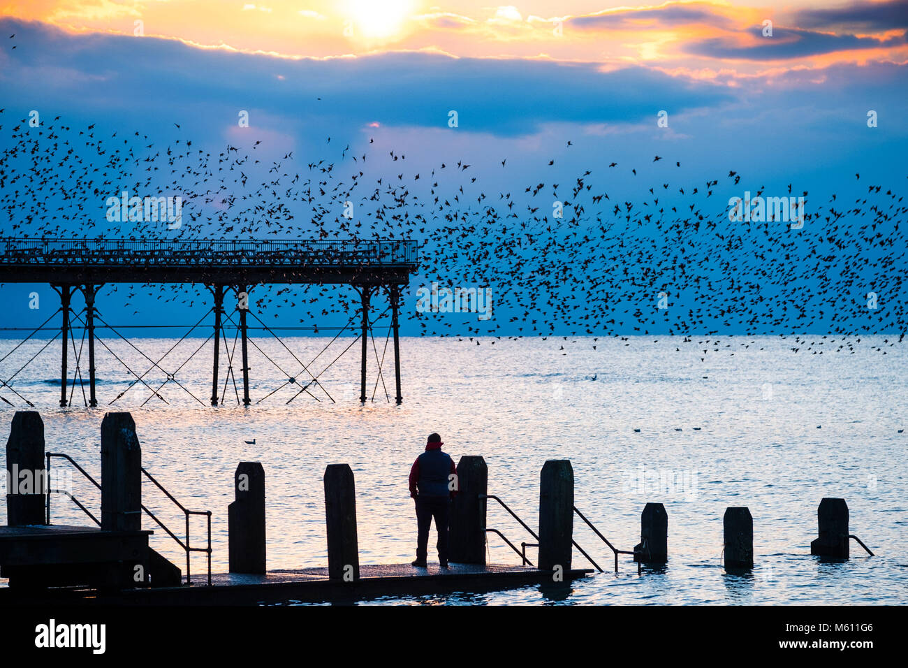 Aberystwyth, Pays de Galles, Royaume-Uni. Feb 27, 2018. Pays de Galles Aberystwyth UK, le mardi 27 mars 2018 Royaume-Uni : Météo au crépuscule sur la baie de Cardigan sur un très froid et clair Février soir à Aberystwyth, un homme debout sur la jetée se profile pendant qu'il observe les dizaines de milliers de minuscules étourneaux venir swooping en urmurations et effectuant des 'm' dans le ciel avant qu'ils se perchent pour la nuit sur la forêt de poutres en fer et des poutres sous l'ère victorienne station pier Crédit : Keith morris/Alamy Live News Banque D'Images