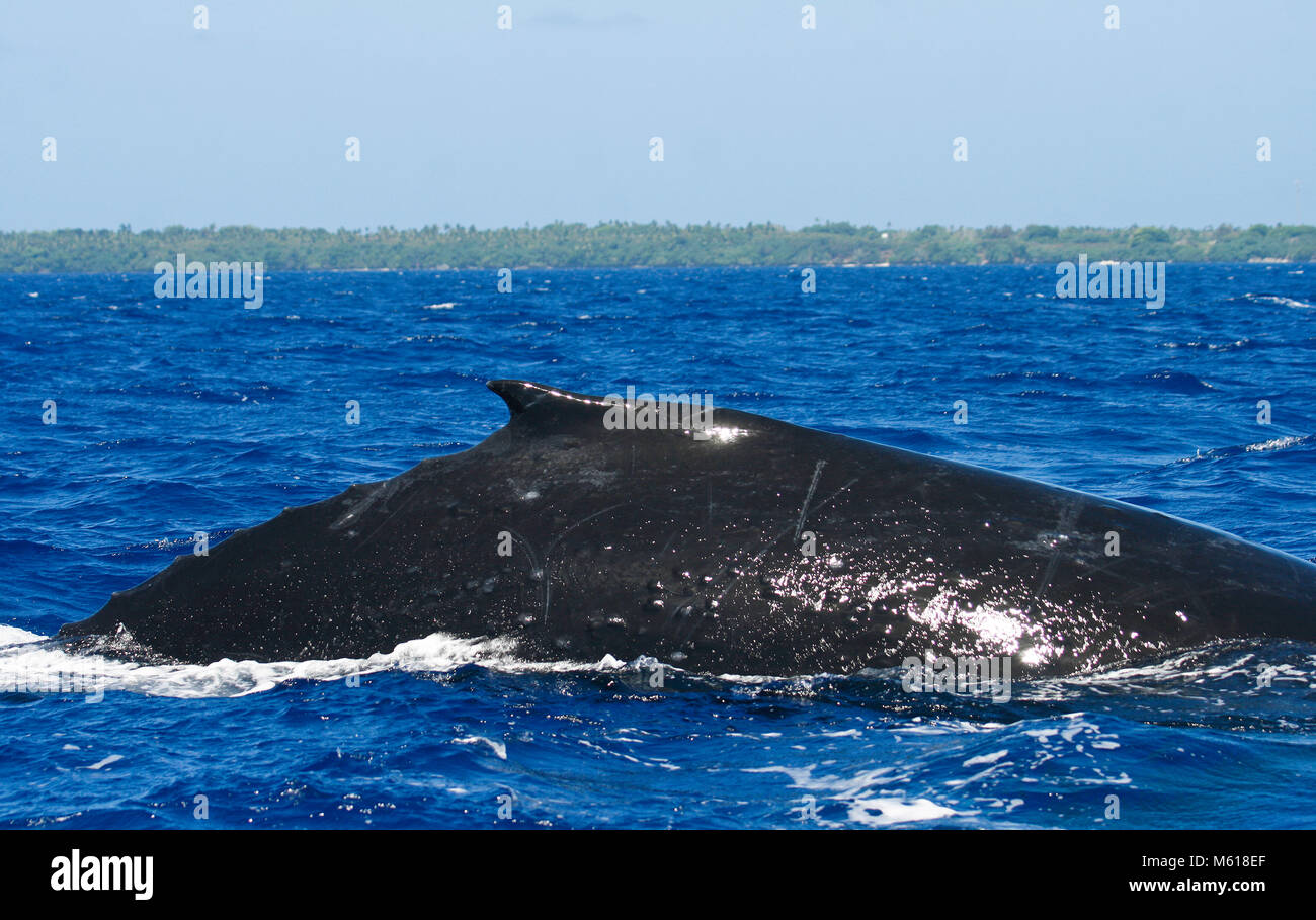 Baleine à bosse (Megaptera novaeangliae). Les îles Tonga. Polynésie française Banque D'Images