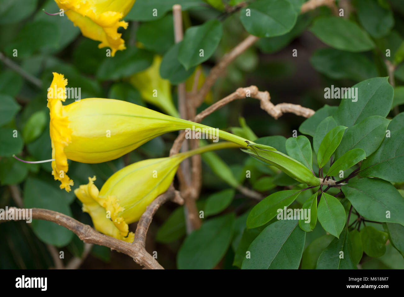 Calice Vigne, tasse d'Or (Solandra longiflora) Banque D'Images