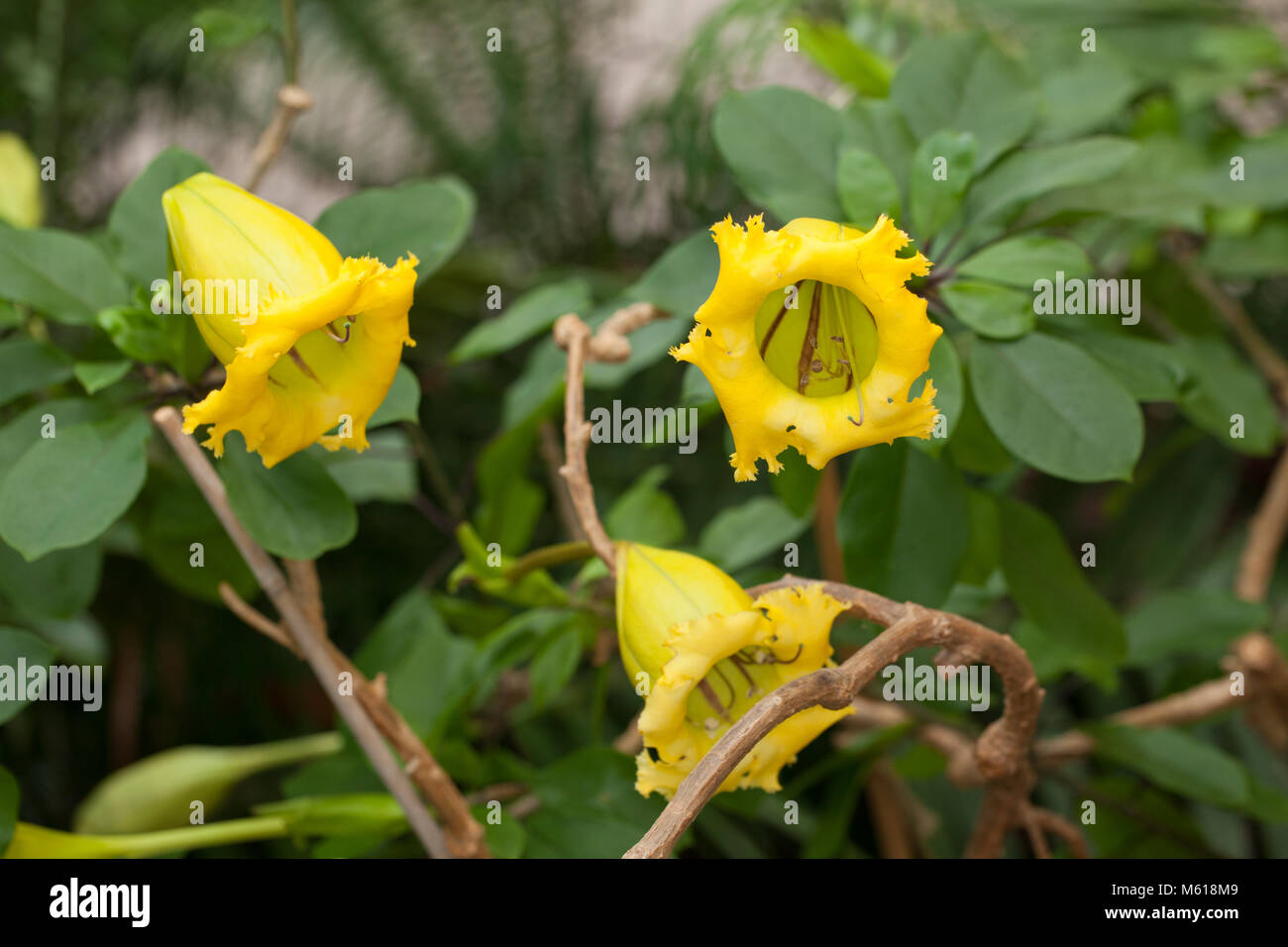 Calice Vigne, tasse d'Or (Solandra longiflora) Banque D'Images