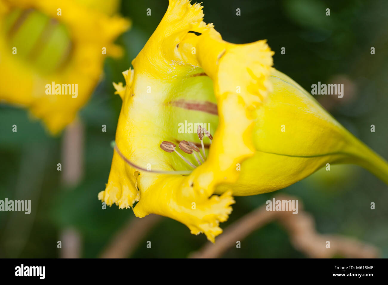 Calice Vigne, tasse d'Or (Solandra longiflora) Banque D'Images