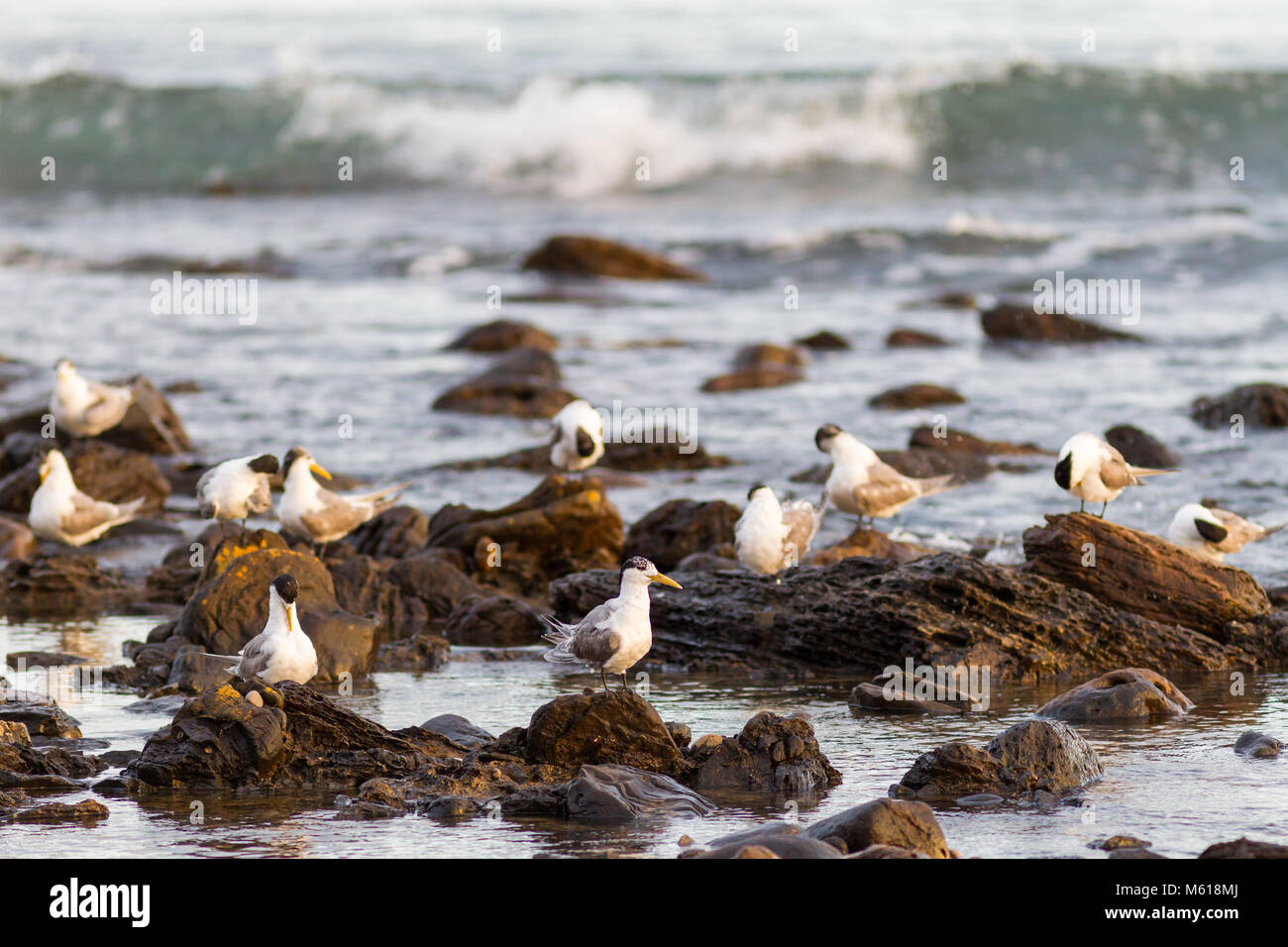 Oiseaux blancs sur des pierres à Myponga Beach en Australie du Sud Australie le 16 février 2018 Banque D'Images