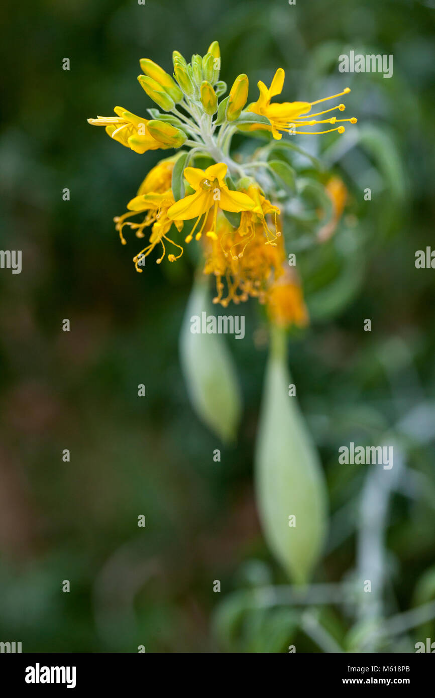 La Californie, brûlante cleome (Cleome arborea) Banque D'Images