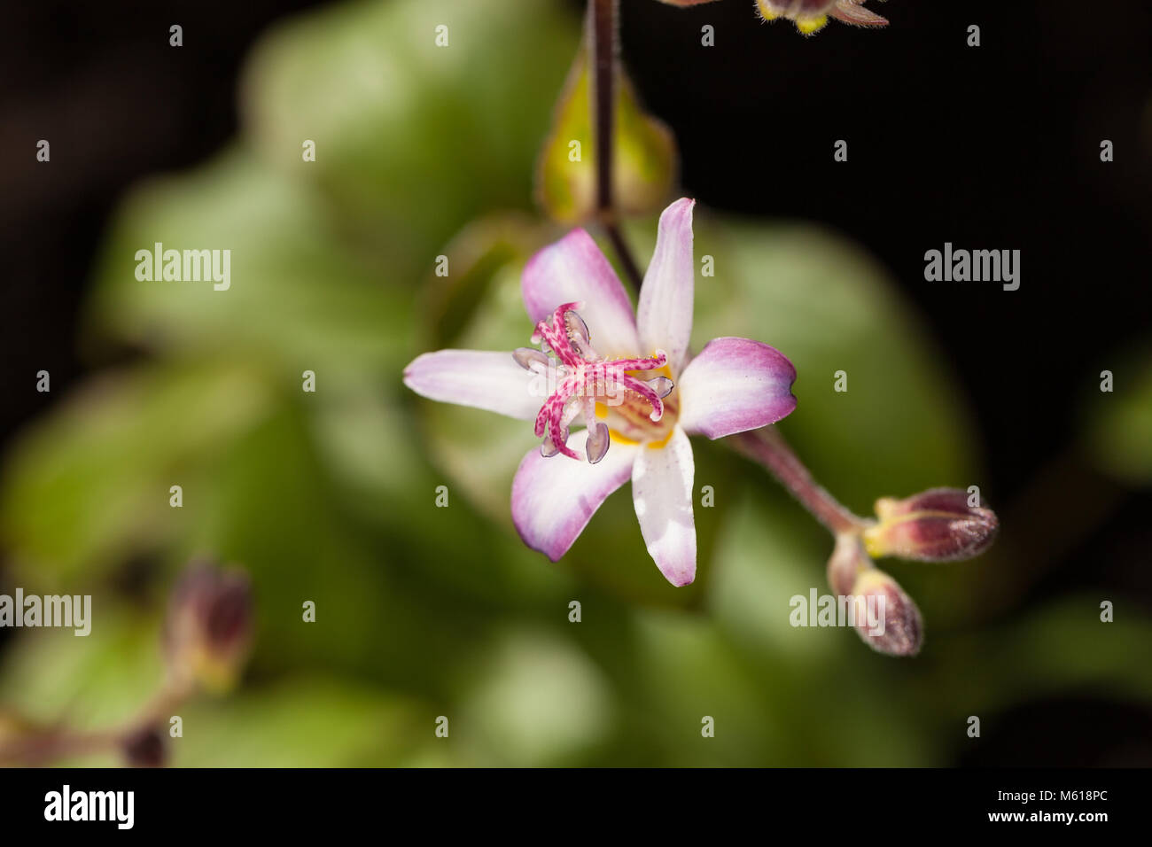 'Tojen' orchidée japonais lily, Hårig skugglilja (Tricyrtis hirta) Banque D'Images