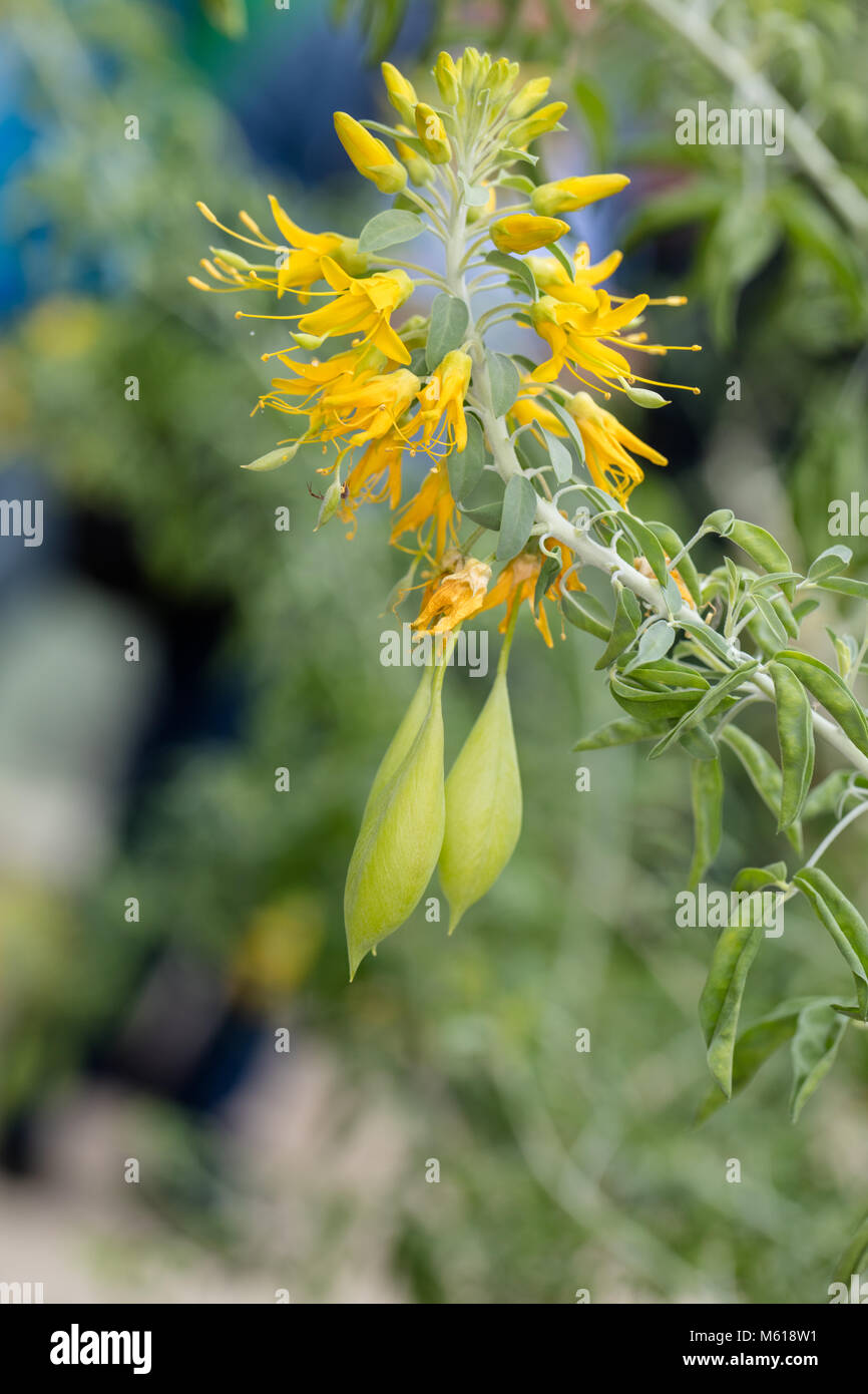 La Californie, brûlante cleome (Cleome arborea) Banque D'Images