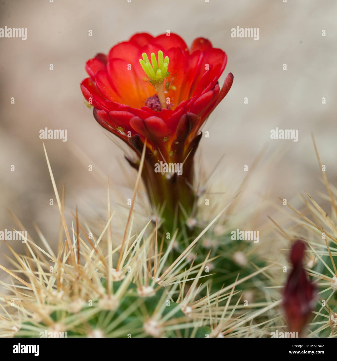 Kingcup, cactus Echinocereus gonacanthus (Echinocereus triglochidiatus var. melanacanthus) Banque D'Images