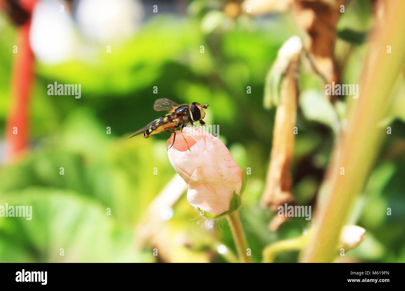 Perché sur une abeille Rose Banque D'Images