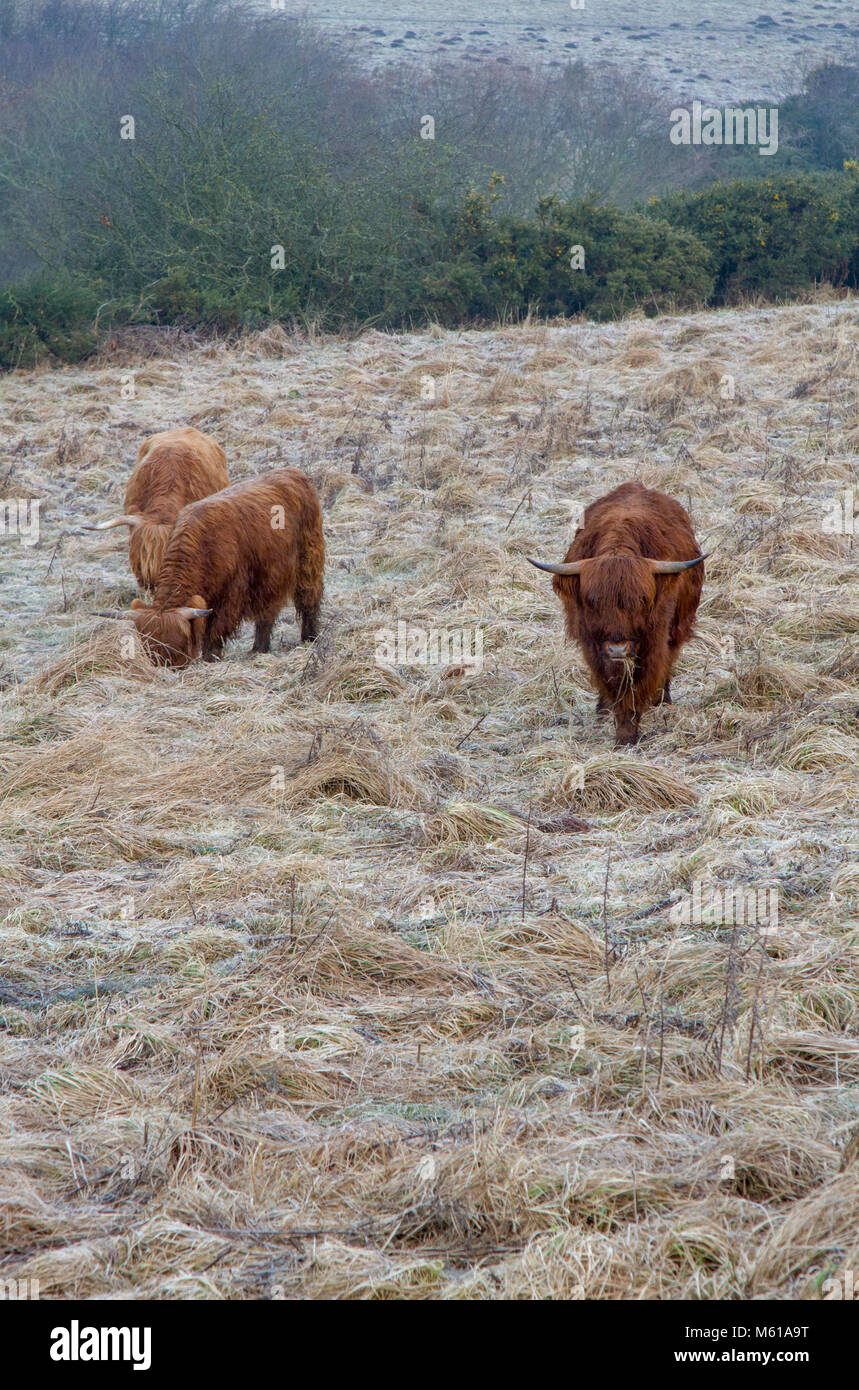 Le pâturage des vaches Highland Banque D'Images