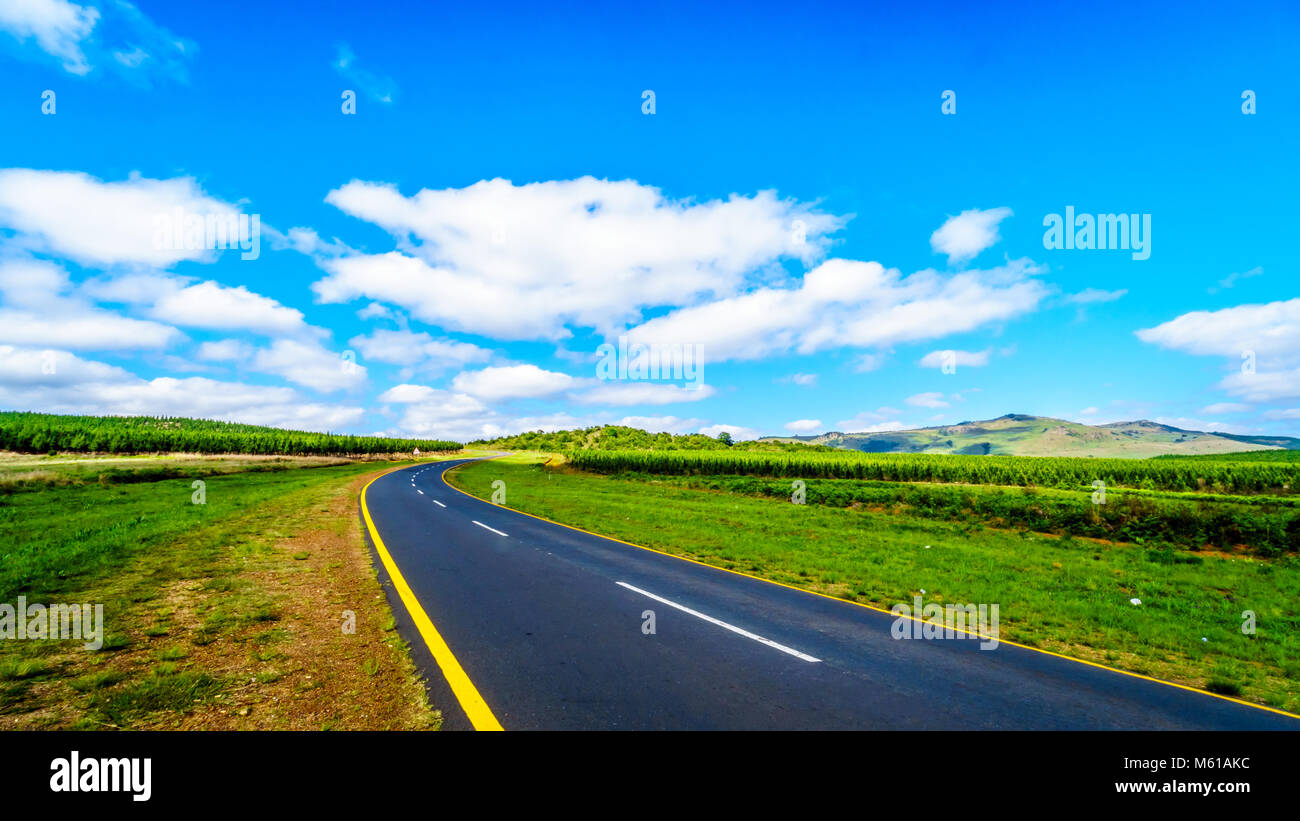 La pittoresque route R538 par l'intermédiaire du highveld avec ses nombreuses plantations de pins entre Hazyview et Witriver dans la province de Mpumalanga en Afrique du Sud Banque D'Images