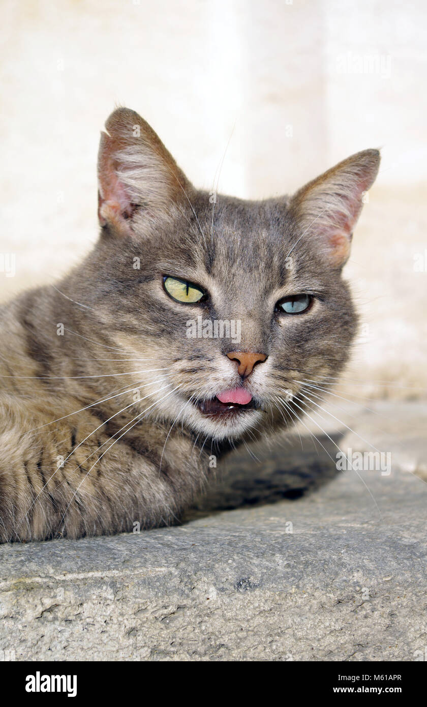 Mixed-race de chat avec un oeil bleu et un vert Banque D'Images