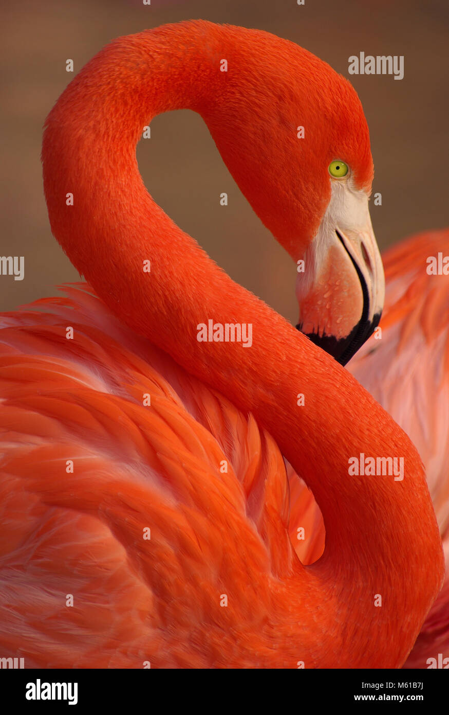 Portrait d'un flamant rose. close up sur le flamand rose, en Floride, l'American red Flamingo. Des oiseaux sauvages Banque D'Images