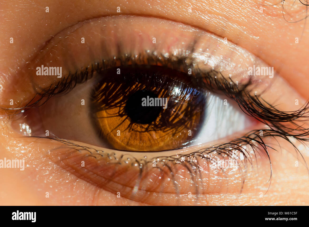 La lumière vive dans la macro shot de beaux yeux bruns, homme, portrait Banque D'Images