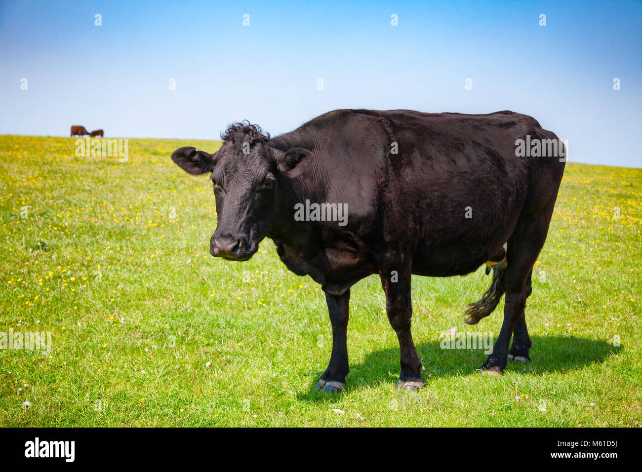 Aberdeen Angus noir au pâturage des bovins sur les South Downs Hill dans les régions rurales du sud de l'Angleterre, Sussex, UK Banque D'Images