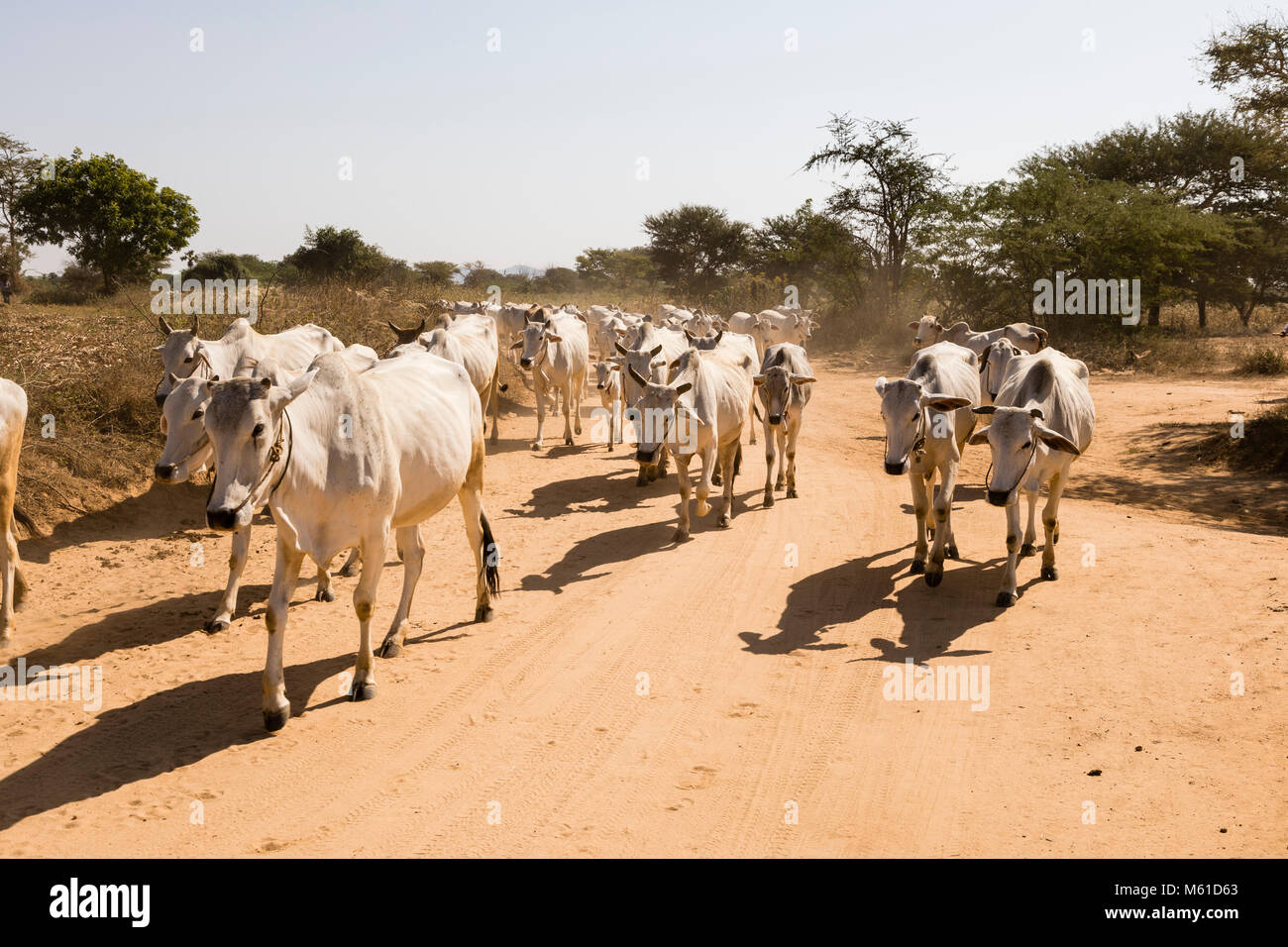 Bagan, Myanmar, 28 Décembre 2017 : Troupeau de vaches s'exécute sur une route poussiéreuse à Bagan, Myanmar Banque D'Images