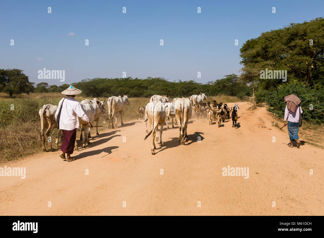 Bagan, Myanmar, 28 Décembre 2017 : un troupeau de chèvres et vaches sont accompagnés par deux femmes agriculteurs sur une route poussiéreuse Banque D'Images