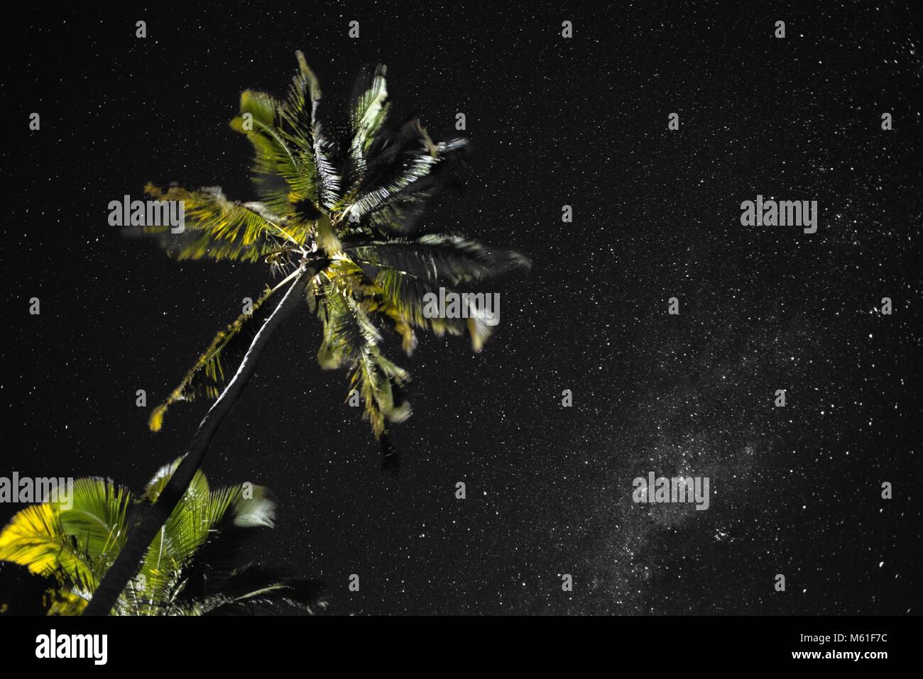 Palmiers Et Ciel étoilé Dans La Résidence Hôtel Sur Lîle De